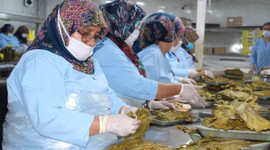 Erbaa yaprağının ilçeye katkısı yıllık 90 milyon TL