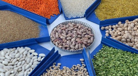 Hububat, bakliyat ve yağlı tohumlarda yıllık ihracat 8 milyar doları aştı