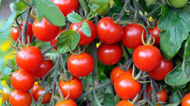 Türkiye'nin 8 aylık yaş meyve sebze ihracatının şampiyonu kiraz ve domates oldu