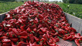 7 bin tarım işçisi, geçimini biberden kazanıyor