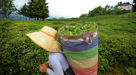 ÇAYKUR yaş çay bedeli ödemelerine başladı
