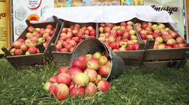 Tescilli misket elmasında 12 bin rekolte bekleniyor