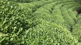 9 ayda 115 ülkeye çay ihraç edildi