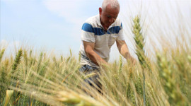 Tarımsal desteklerde çiftçiye 5 milyar lira ödenmesi bekleniyor