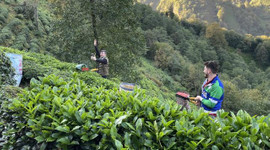 ÇAYKUR, tarihinin en yüksek yaş çay alımını gerçekleştirdi