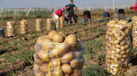Yerli tohumluk patates üreticisini sevindirdi