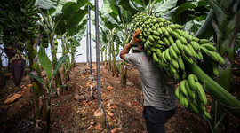 Muz üreticileri, 'dal ve raf' arasındaki fiyat farkından şikayetçi