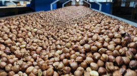 Türkiye'nin fındık ihracatı arttı