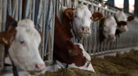 Tarımsal desteklerde 2022'de en yüksek pay hayvancılığın