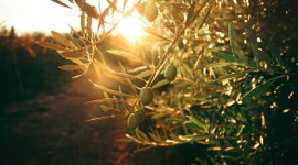 Türkiye'nin zeytin ihracatı 150 milyon doları aştı