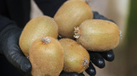 Kivi Ordu'ya 70 milyon lira kazandırdı