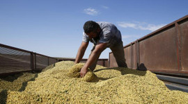 Diyarbakır'da soya üretimi artıyor