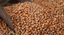 Fındık ihracatında hedef 300 bin ton