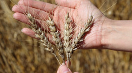 Buğday fiyatlarında 13.5 yılın zirvesi