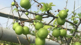 Yılın ilk eriği, kilosu 600 TL'den satıldı