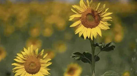 Yağlı tohumlu bitki üretimine hibe desteği