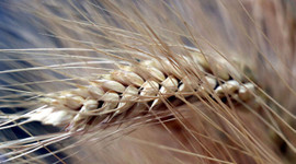 Hububat ihracatı yüzde 52,7 arttı; Küba’ya rekor ihracat