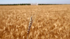 Rusya, tahıl ve şeker ihracatını yasakladı