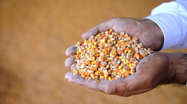 Tarım Bakanı Vahit Kirişci: Hububatta stok yeterli