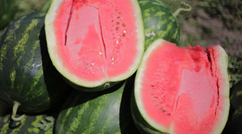 Karpuzu zirai don vurdu: Bir ay geç hasat edilecek