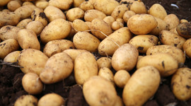 Patatesin kilosu tarlada 9 lira
