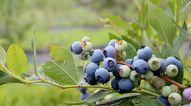 Yaban mersininin kilosu 360 TL'ye kadar çıktı