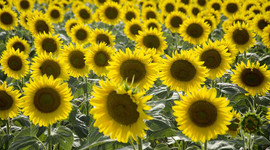 Ayçiçeğinde kriz yılı: Türkiye hamlesini yaptı