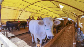 Satılmayan kurbanlıkları ESK alacak