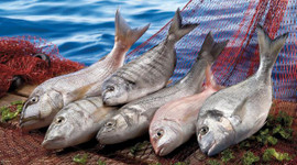 Karadeniz'in su ürünleri ihracatı yılın ilk yarısında 100 milyon dolara yaklaştı