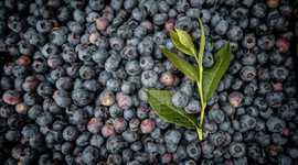 Tropikal meyve ihracatı 7 milyon dolara ulaştı