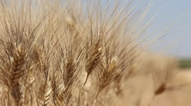 Tahıl sevkiyatında geri sayım