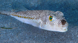 Balon balığı avlayana kuyruk başına 12,5 lira ödeme yapılacak