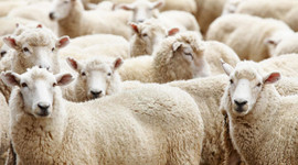 Kurbanlık fiyatları artacak!