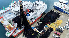 Karadeniz’de yeni balık avı sezonu hazırlığı