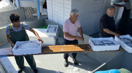 Bartın'da palamut bereketi devam ediyor