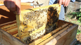 Tosya'da 50 ton bal rekoltesi yapıldı