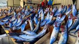 Yağışlı hava balık fiyatlarını artırdı