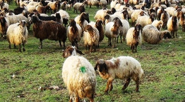 28 milyon lira ödenecek çobanlar aranıyor!