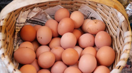 Tavuk yumurtası üretimi yıllık bazda 5.1 arttı