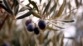 Zeytinde rekolte bekleniyor