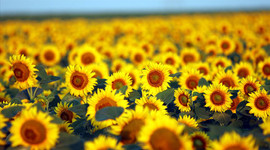 Ayçiçeğinde hasat bitti, gümrük vergisi yüzde 5’e çıkarıldı