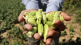 Bamya fiyatı gram altın ile yarışıyor