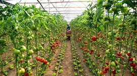 Tahıl ve meyve üretiminin bu yıl artacağı tahmin edildi