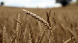 Tarım sektöründen rekor ihracat