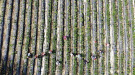 Bitkisel üretim desteklemelerinin uygulama esasları düzenlendi