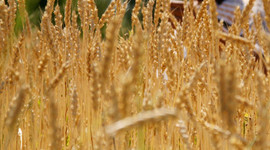 TMO 495 bin ton yemlik arpa ithalatı için ihale açtı