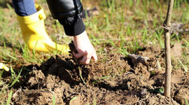 Fide üretiminde sertifikasyon başvuru süresi uzatıldı