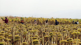 Tarım işçilerinin günlük ücreti arttı