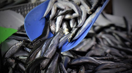 Havalar ısındı fiyatı 100 liradan 20 liraya düştü