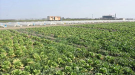 Deprem bölgesinde ürünler tarlada kaldı: 'Satın alın' çağrısı geldi